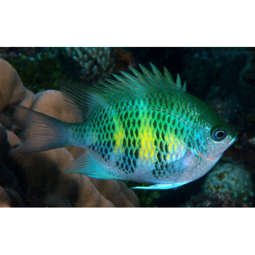 Staghorn Damsel (Amblyglyphidodon Curacao)