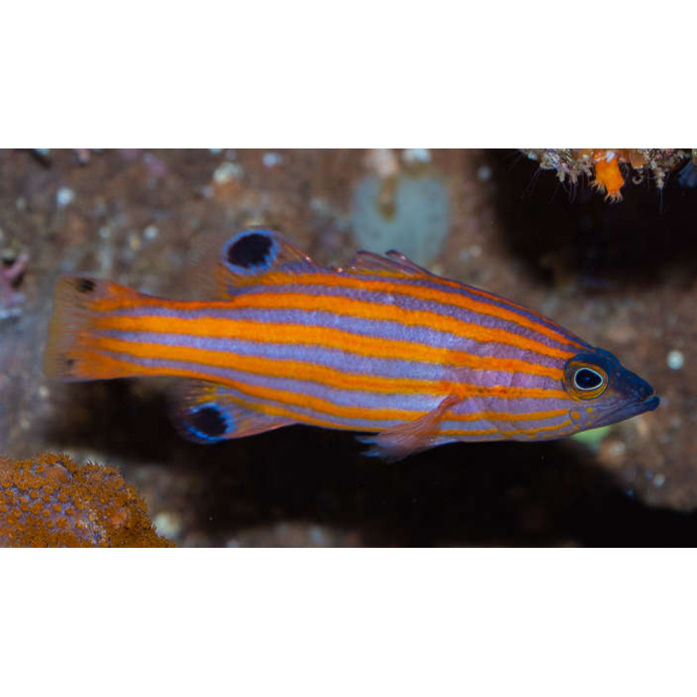 Swales Swissguard Basslet (Liopropoma Swalesi)