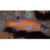 Swales Swissguard Basslet (Liopropoma Swalesi)