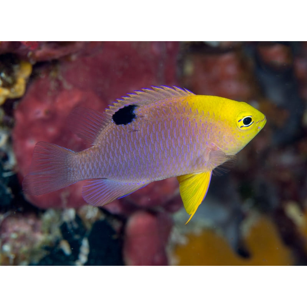 Talbot's Damselfish (Chrysiptera Talboti) 