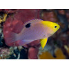 Talbot's Damselfish (Chrysiptera Talboti)