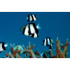 Three Stripe Damselfish (Dascyllus Aruanus)
