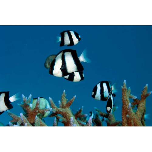 Three Stripe Damselfish (Dascyllus Aruanus)