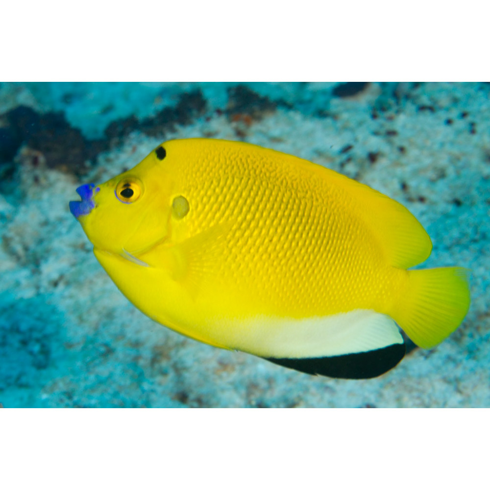 Threespot Angelfish (Apolemichthys Trimaculatus)