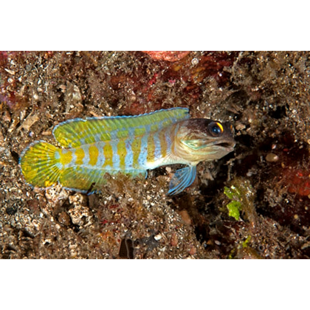 Tiger Jawfish (Opistognathus Randalli)