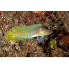 Tiger Jawfish (Opistognathus Randalli)
