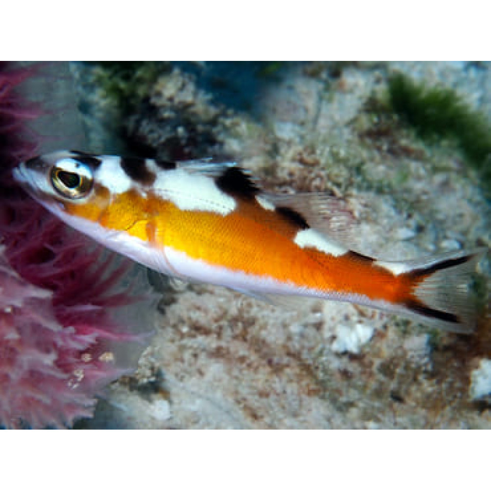 Tobacco Basslet (Serranus Tabacarius)