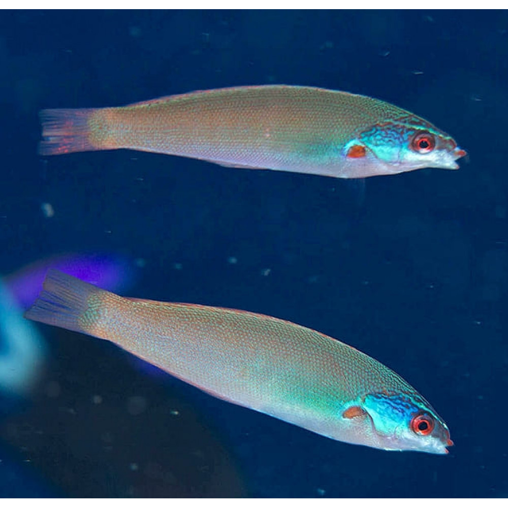 Torpedo Wrasse (Pseudocoris Yamashiroi) Female