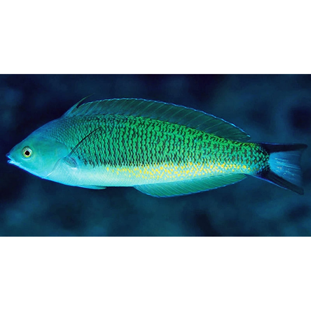 Torpedo Wrasse (Pseudocoris Yamashiroiis) Male