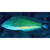 Torpedo Wrasse (Pseudocoris Yamashiroiis) Male