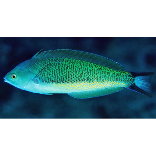 Torpedo Wrasse (Pseudocoris Yamashiroiis) Male