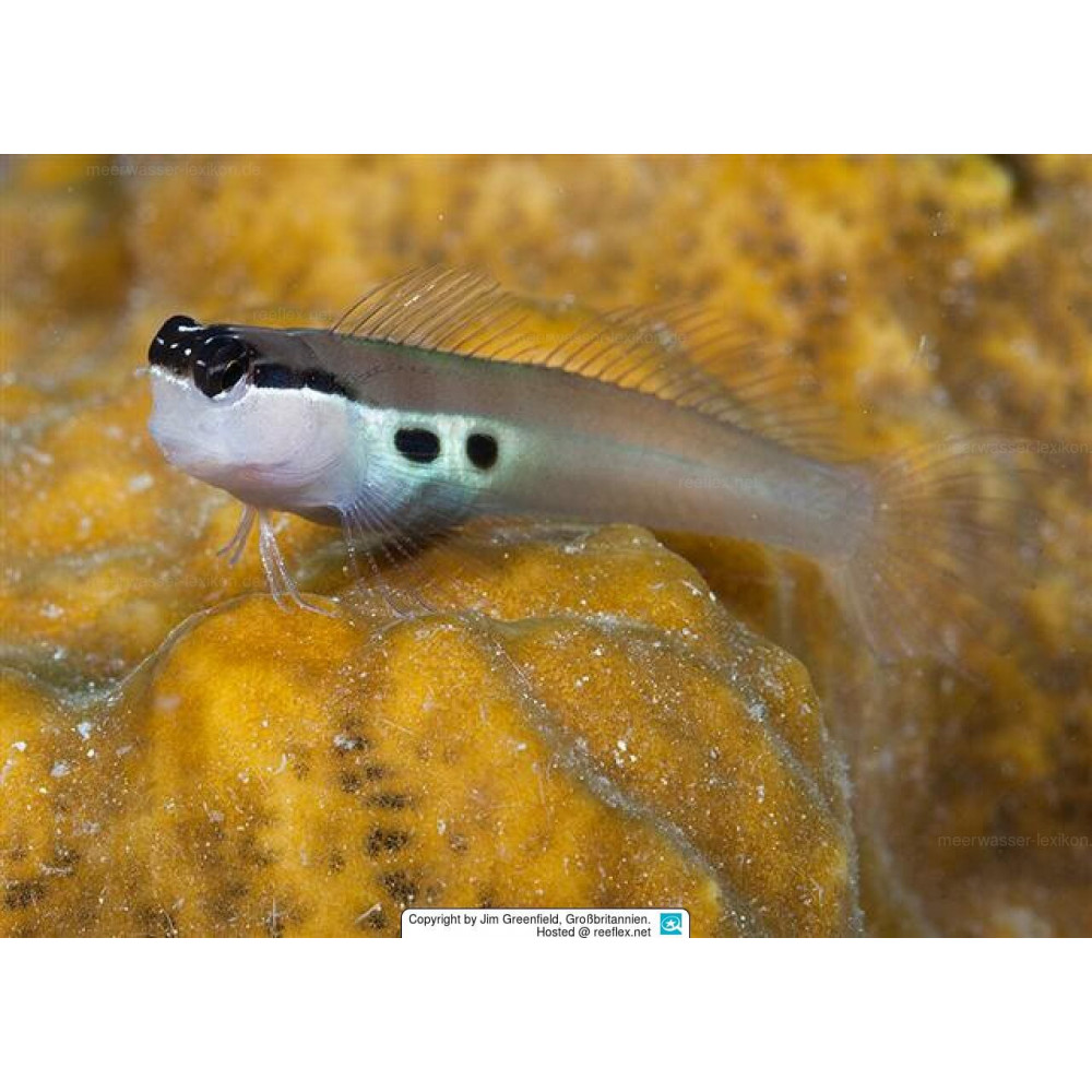 Two Spot Blenny (Ecsenius Bimaculatus)