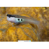 Two Spot Blenny (Ecsenius Bimaculatus)