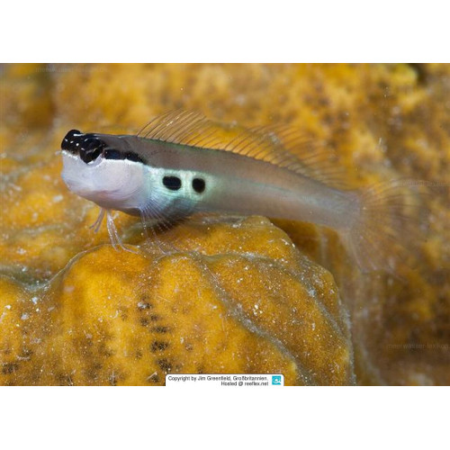 Two Spot Blenny (Ecsenius Bimaculatus)