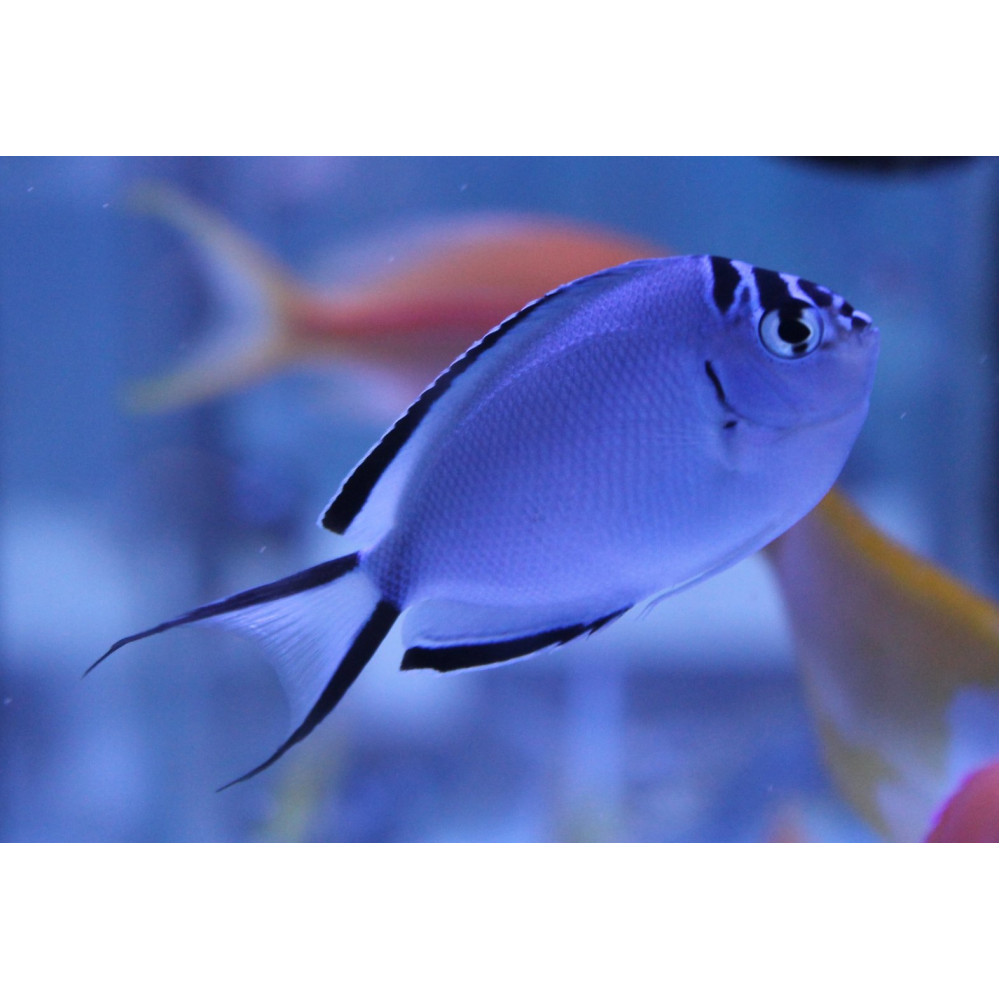 Watanabei Angelfish (Genicanthus Watanabei) Female