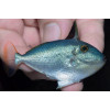 Goldenback Triggerfish (Xanthichthys Caeruleolineatus)