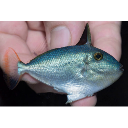 Goldenback Triggerfish (Xanthichthys Caeruleolineatus)