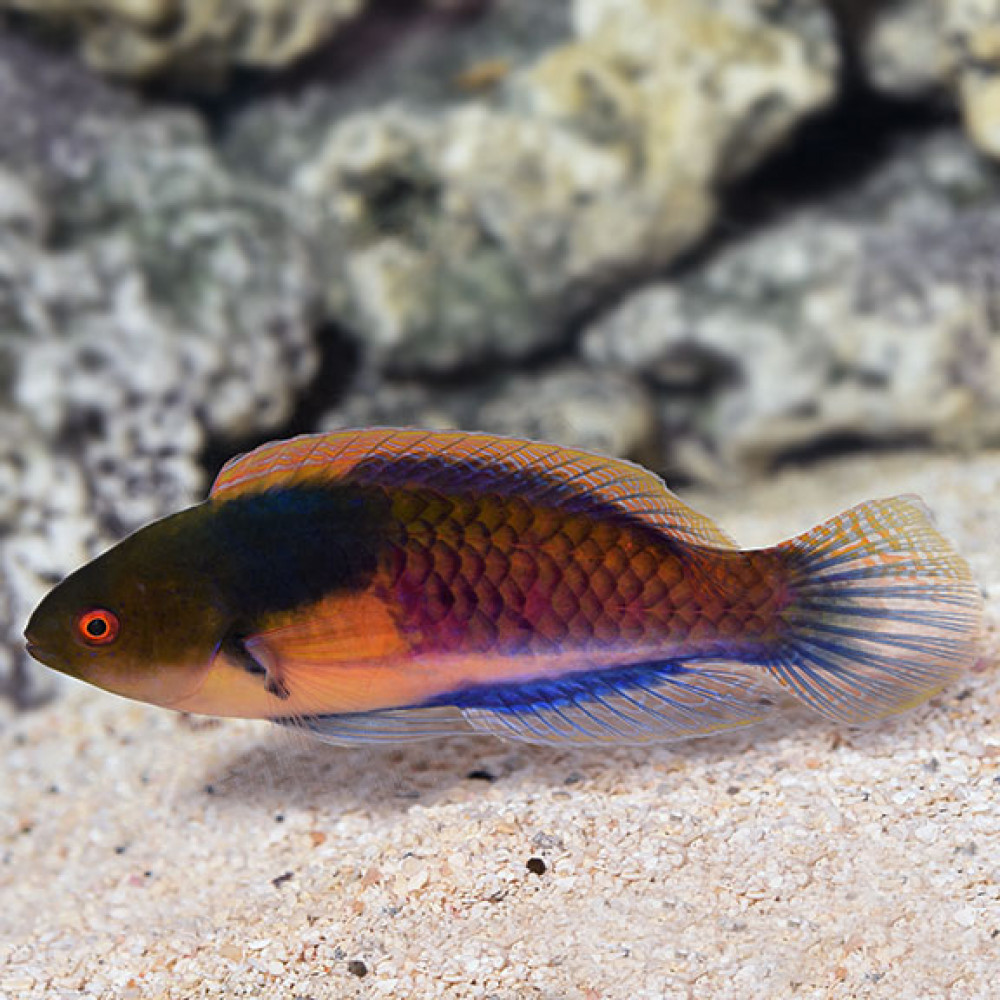 Yellow-Flanked Fairy Wrasse (Cirrhilabrus ryukyuensis) Male