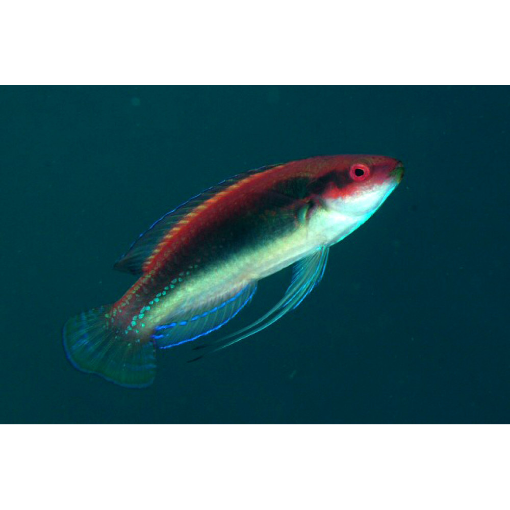 Temmincki Fairy Wrasse (Cirrhilabrus temminckii)