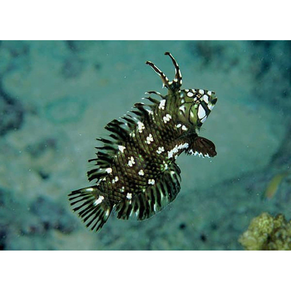 Dragon Wrasse (Novaculichthys Taeniourus)