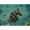 Dragon Wrasse (Novaculichthys Taeniourus)