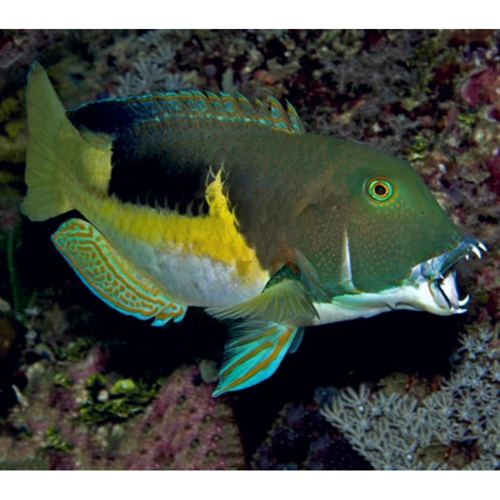 Anchor Tusk (Choerodon Anchorago)