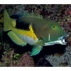 Anchor Tusk (Choerodon Anchorago)