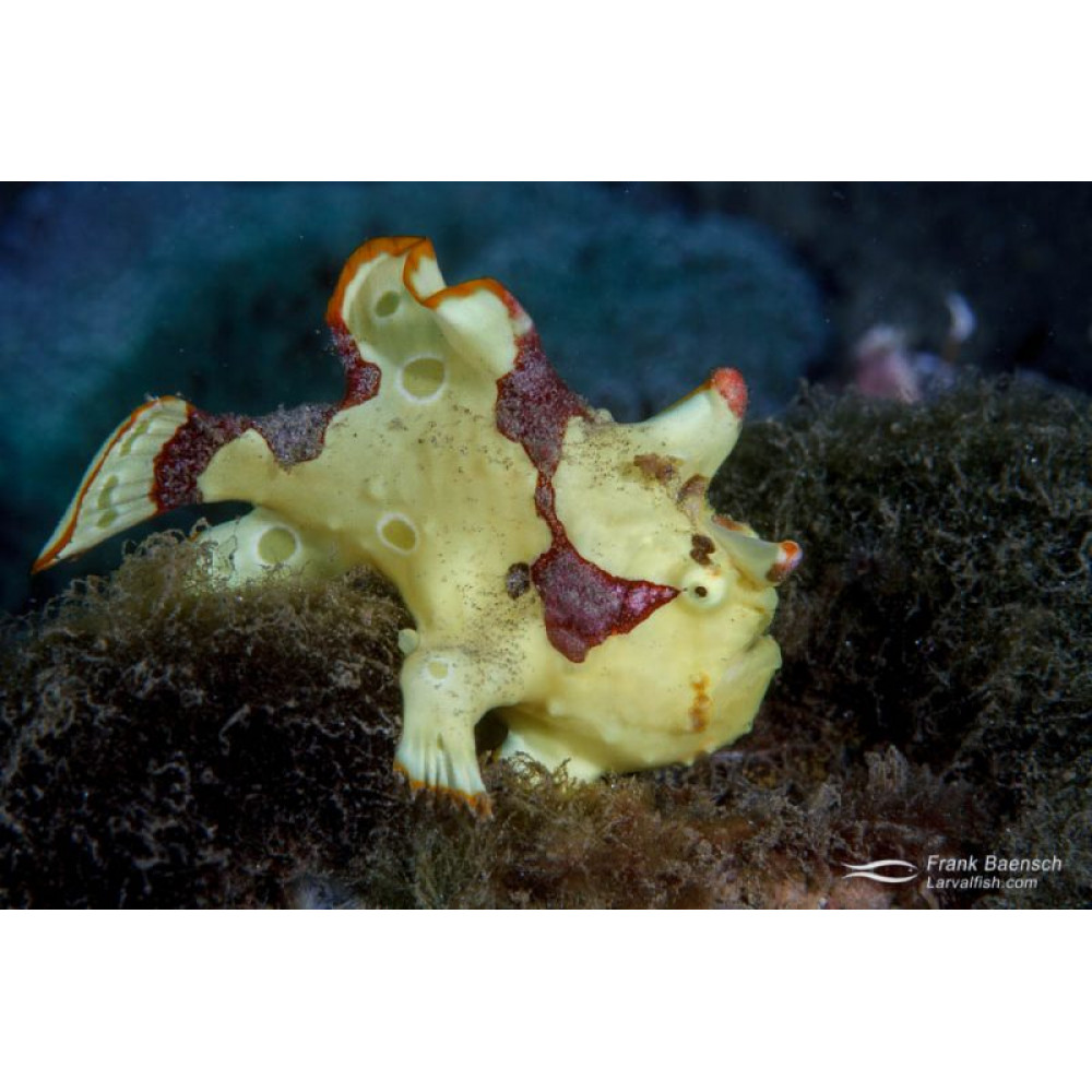 Painted Frogfish (Antennarius Pictus)