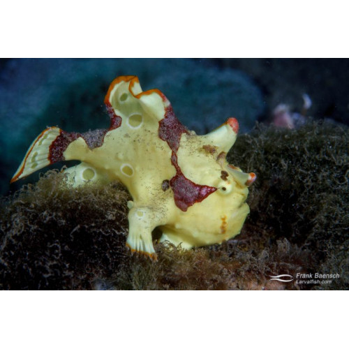 Painted Frogfish (Antennarius Pictus)