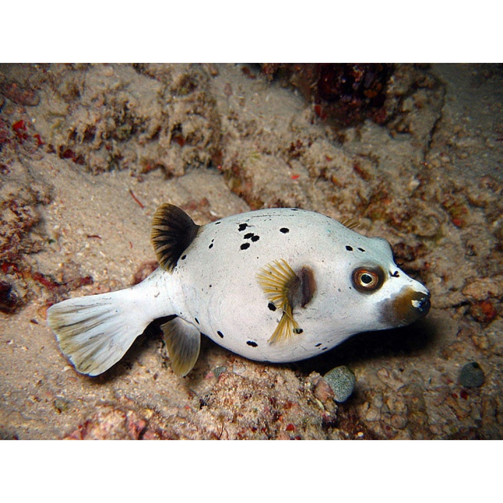 Arothron Dog Face Puffer (Arothron Nigropunctatus)