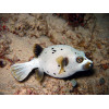 Arothron Dog Face Puffer (Arothron Nigropunctatus)