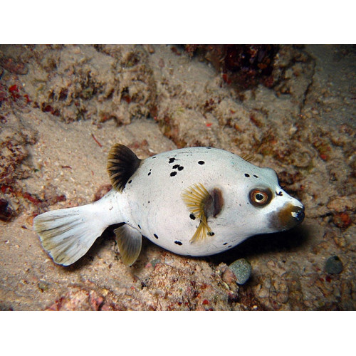 Arothron Dog Face Puffer (Arothron Nigropunctatus)