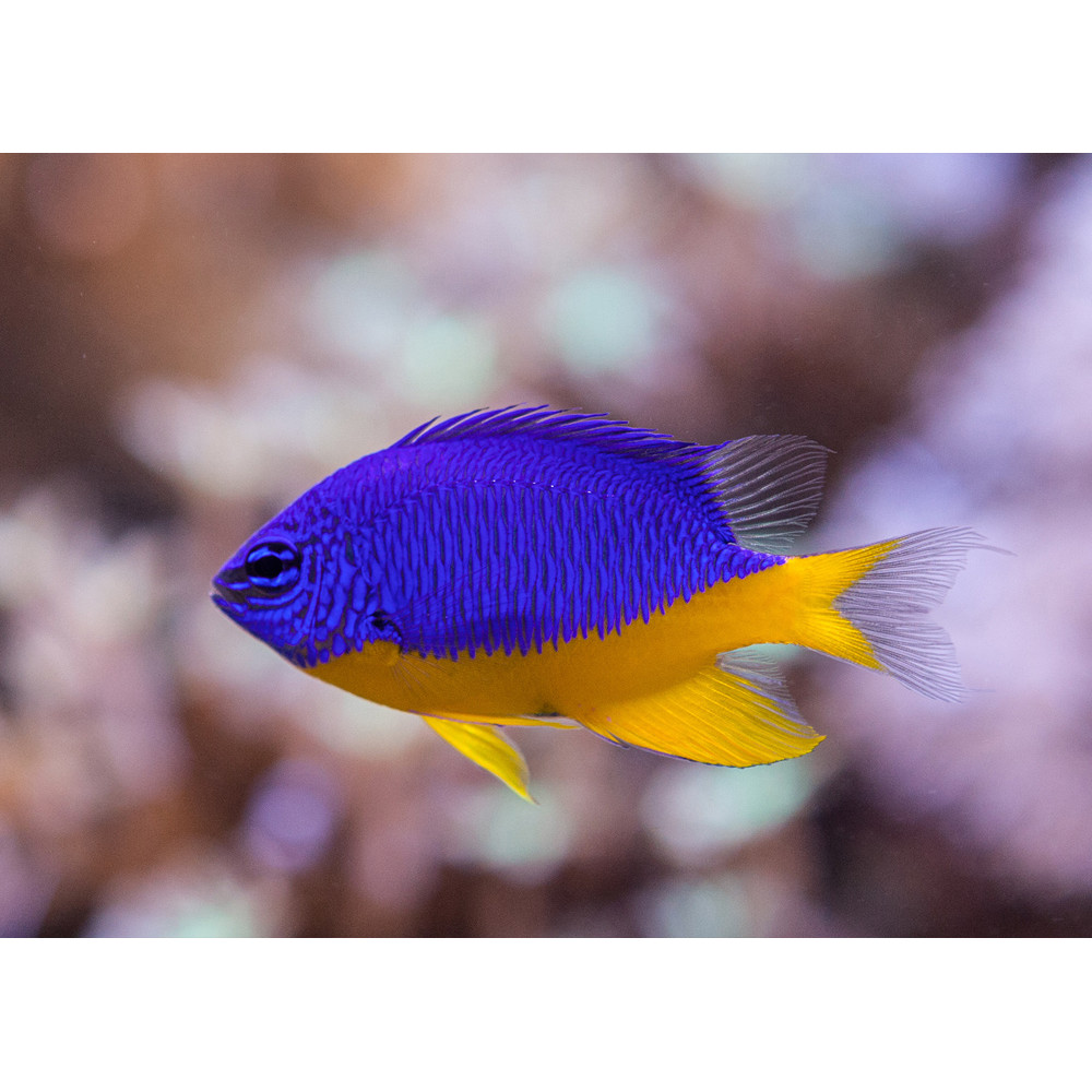 Azure Damselfish (Chrysiptera Hemicyanea)