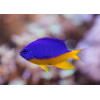 Azure Damselfish (Chrysiptera Hemicyanea)