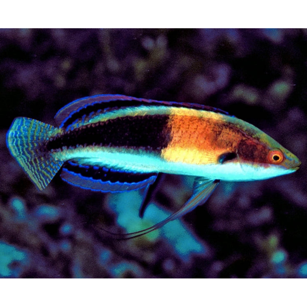 Balteatus Fairy Wrasse (Cirrhilabrus Balteatus) Male