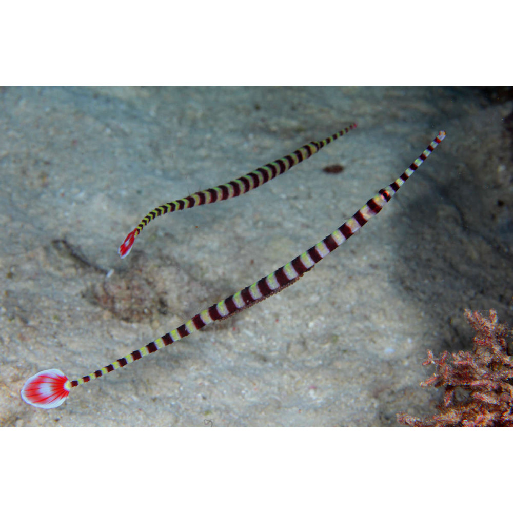 Banded Pipefish (Dunckerocampus Dactyliophorus)