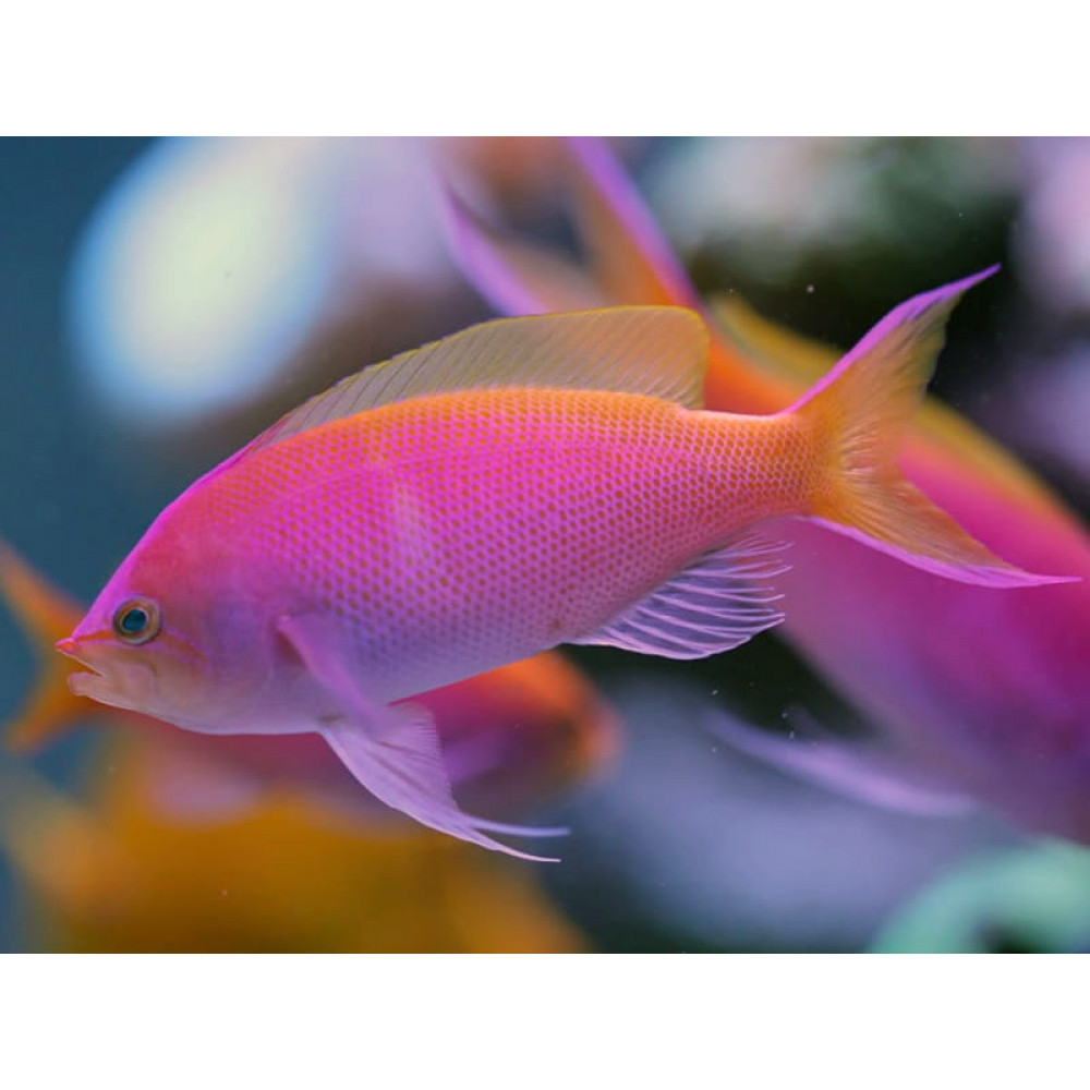 Bartlett's Anthias (Pseudanthias Bartlettorum) Female