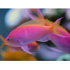 Bartlett's Anthias (Pseudanthias Bartlettorum) Female
