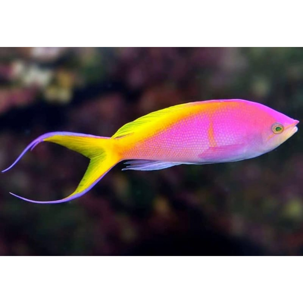Bartlett's Anthias (Pseudanthias Bartlettorum) Male