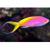 Bartlett's Anthias (Pseudanthias Bartlettorum) Male