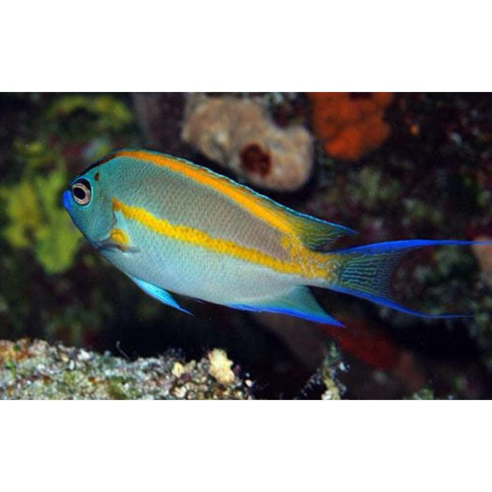 Bellus Angel (Genicanthus Bellus) Male