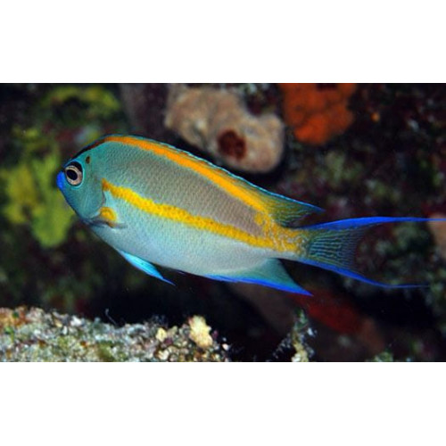 Bellus Angel (Genicanthus Bellus) Male