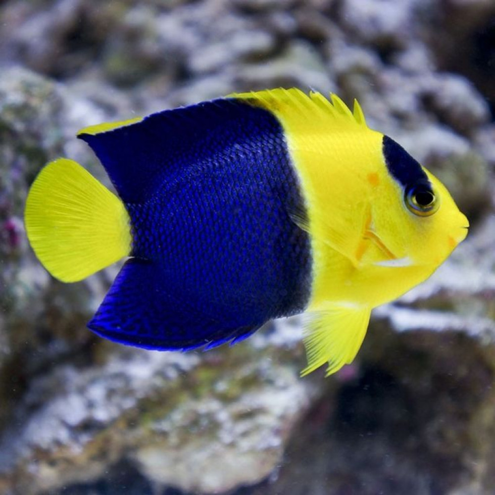 Bicolor Angelfish (Centropyge Bicolor)