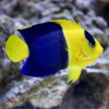 Bicolor Angelfish (Centropyge Bicolor)