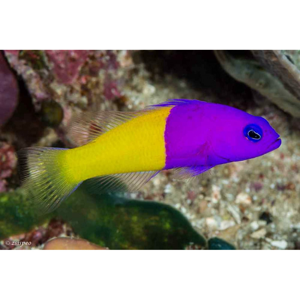 Bicolor Pseudochromis (Pictichromis Paccagnellae)