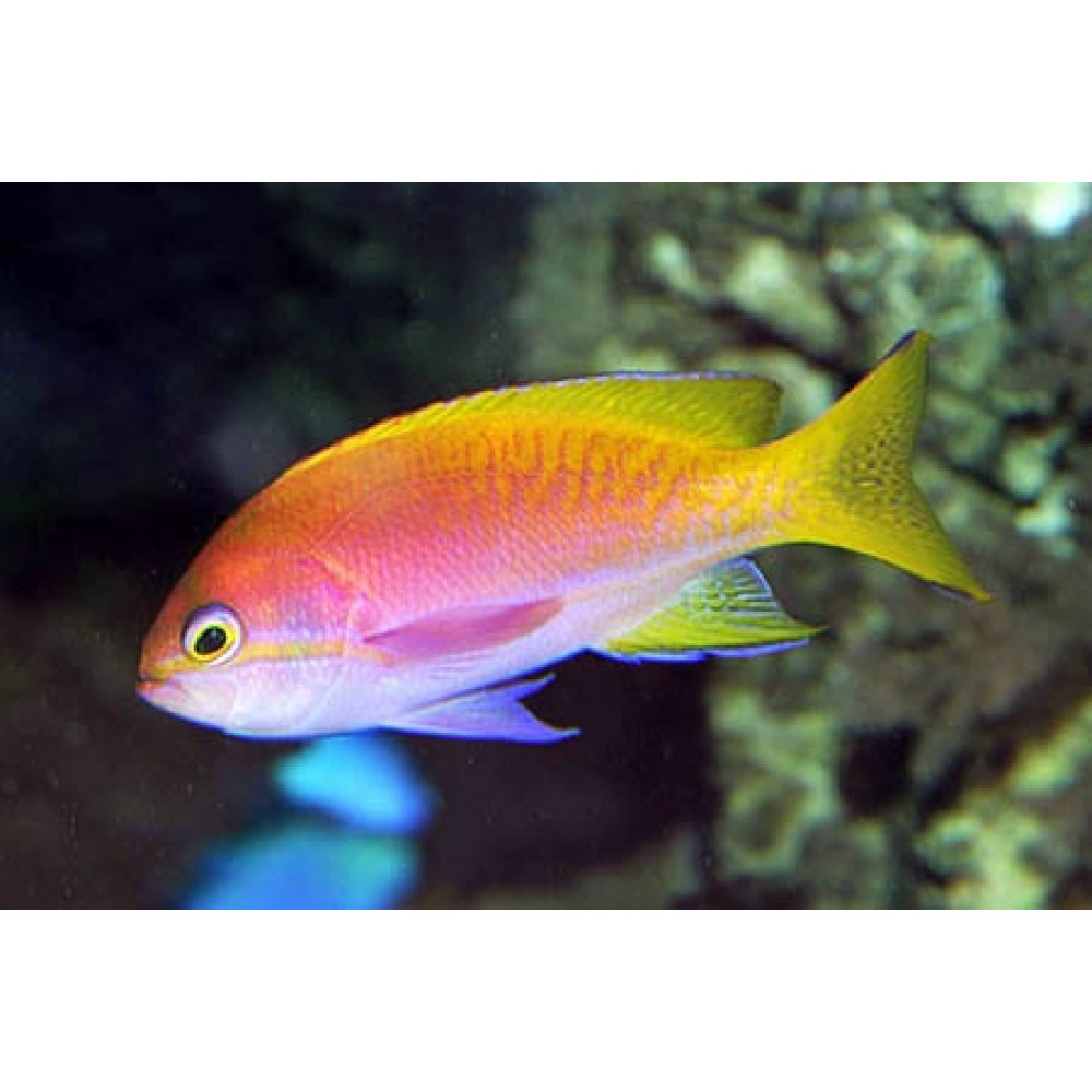 Bimaculatus Anthias (Pseudanthias Bimaculatus) Female