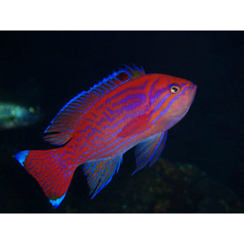 Bimaculatus Anthias (Pseudanthias Bimaculatus) Male