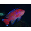 Bimaculatus Anthias (Pseudanthias Bimaculatus) Male