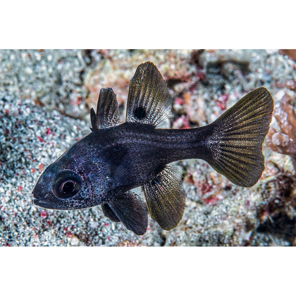 Black Cardinalfish (Apogonichthyoides Melas)