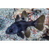 Black Cardinalfish (Apogonichthyoides Melas)